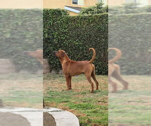 Rocco - (Courtesy Post) Foster or Adopt Me! - Male Rhodesian Ridgeback Dog for Adoption - Photo #2