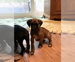 Great Dane Puppy for sale in OTEGO, NY, USA