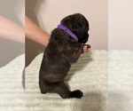 Small #4 Cane Corso