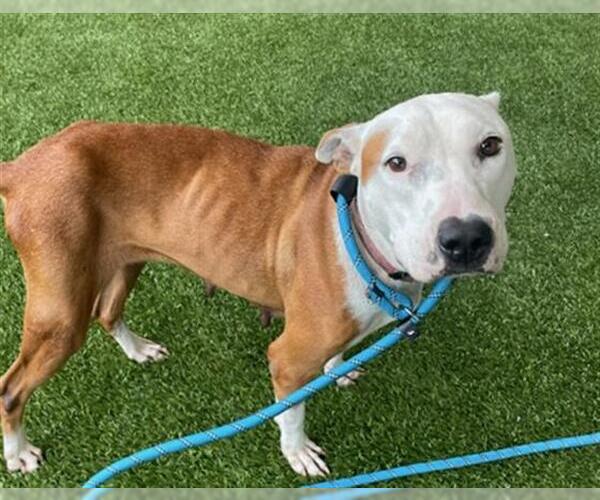 Medium Photo #2 American Pit Bull Terrier-Labrador Retriever Mix Puppy For Sale in Baytown, TX, USA