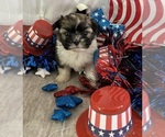 Small #4 Shih Tzu