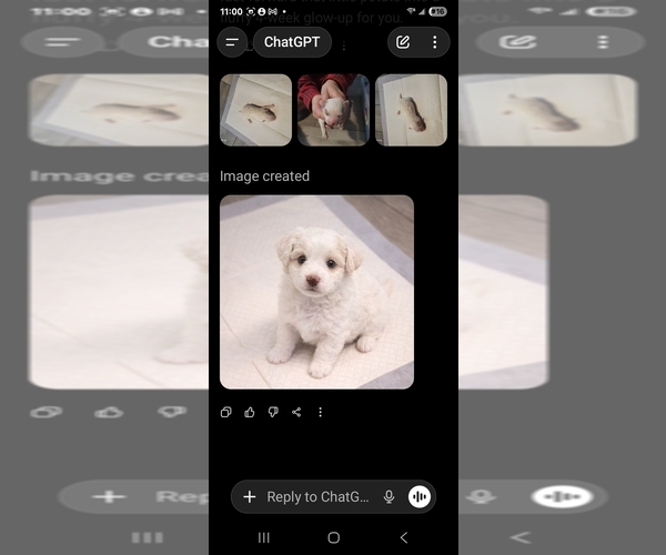 Medium Photo #3 Goldendoodle mix (+ Poodle Standard) Puppy For Sale in MILFORD, UT, USA