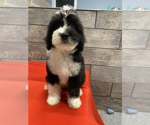 Medium Photo #3 Aussie-Poo-Poodle (Miniature) Mix Puppy For Sale in RICHMOND, IL, USA