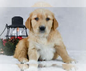Golden Retriever Puppy for sale in APPLE CREEK, OH, USA