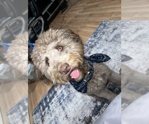 Father of the Aussiedoodle puppies born on 10/10/2025