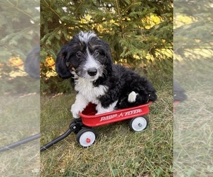 Bernedoodle (Miniature) Puppy for sale in MIDDLEBURY, IN, USA