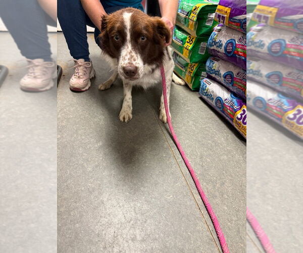 Medium Photo #2 Australian Shepherd Puppy For Sale in Richmond, IN, USA