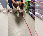 Small #1 Australian Shepherd