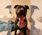 Small #52 American Pit Bull Terrier Mix