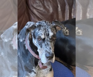 Mother of the Great Dane puppies born on 03/14/2026