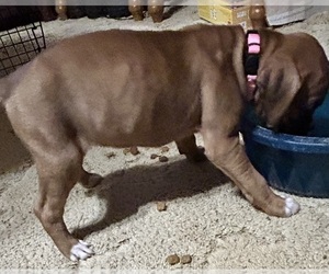 Boxer Puppy for sale in SHEVLIN, MN, USA