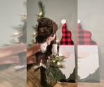 Puppy Sox Lagotto Romagnolo
