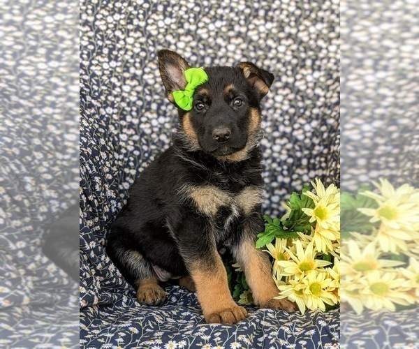 Medium Photo #3 German Shepherd Dog Puppy For Sale in NORTH EAST, MD, USA