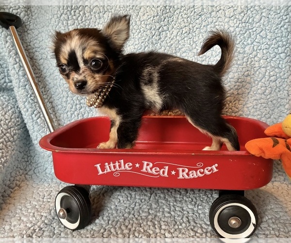 Medium Photo #2 Chihuahua Puppy For Sale in NEWVILLE, PA, USA
