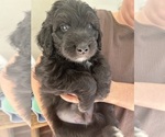 Small Photo #53 Aussiedoodle Puppy For Sale in LONGWOOD, FL, USA