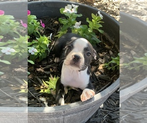Boston Terrier Puppy for sale in BRENTWOOD, CA, USA