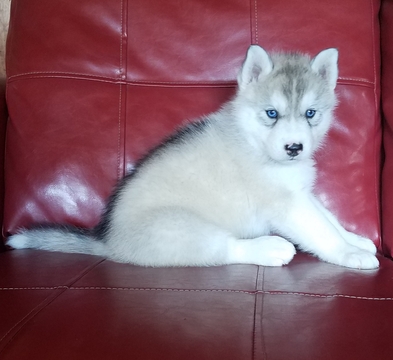 Medium Photo #1 Siberian Husky Puppy For Sale in OTTAWA, OH, USA
