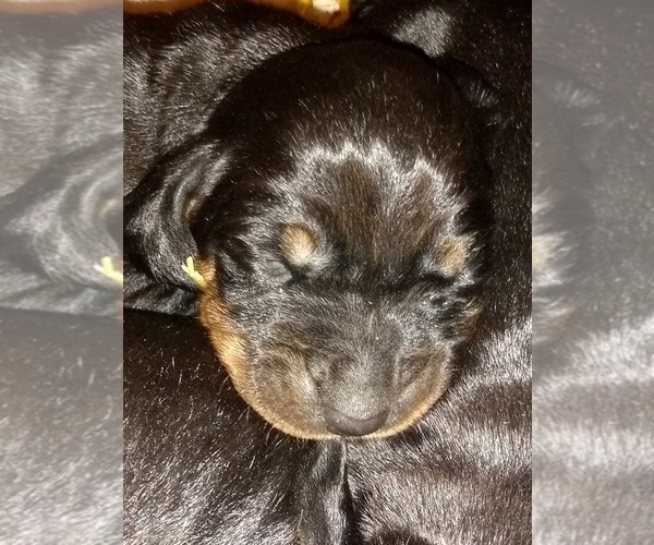 Medium Photo #1 Black and Tan Coonhound Puppy For Sale in BOWEN, IL, USA