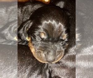 Black and Tan Coonhound Puppy for sale in BOWEN, IL, USA