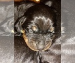 Small Photo #1 Black and Tan Coonhound Puppy For Sale in BOWEN, IL, USA