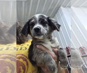 Australian Shepherd Dogs for adoption in Osgood, IN, USA
