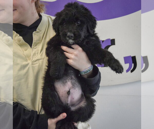 Medium Photo #4 Golden Retriever-Unknown Mix Puppy For Sale in Huntley, IL, USA