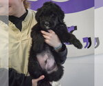 Small #3 Golden Retriever Mix