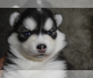 Pomsky Puppy for sale in SPRINGFIELD, MO, USA