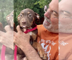 Mutt Dogs for adoption in Mount Laurel, NJ, USA