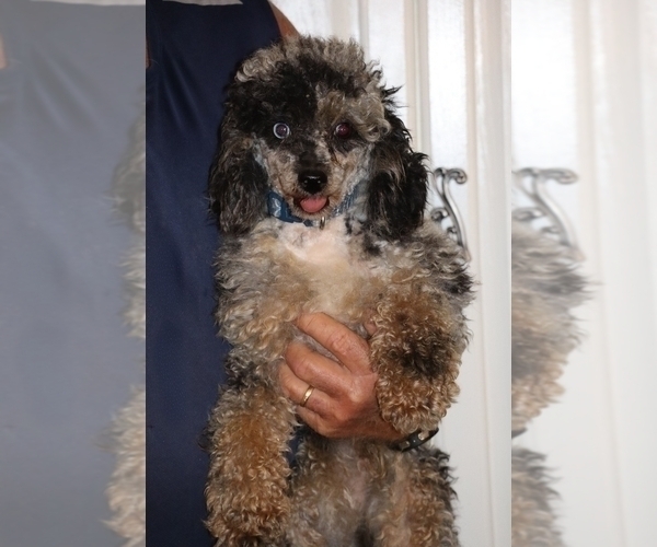 Medium Photo #13 Poodle (Miniature) Puppy For Sale in DYERSBURG, TN, USA