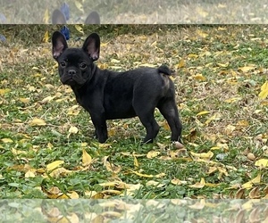 French Bulldog Puppy for sale in BEECH GROVE, IN, USA