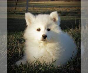 Medium Samoyed