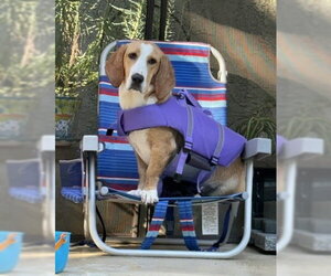 Basset Hound-Unknown Mix Dogs for adoption in Petaluma, CA, USA