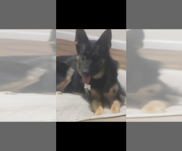 Medium Photo #1 German Shepherd Dog Puppy For Sale in GADSDEN, AL, USA