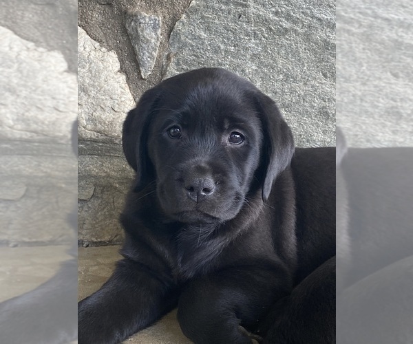 Medium Photo #1 Labrador Retriever Puppy For Sale in NEW HOLLAND, PA, USA