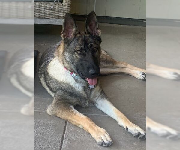 Medium Photo #2 German Shepherd Dog Puppy For Sale in Cupertino, CA, USA