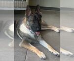 Small #1 German Shepherd Dog