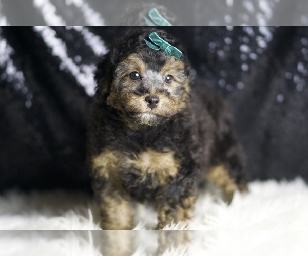 Medium Photo #7 Poodle (Toy) Puppy For Sale in WARSAW, IN, USA