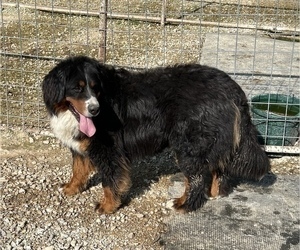 Father of the Bernese Mountain Dog puppies born on 04/15/2022