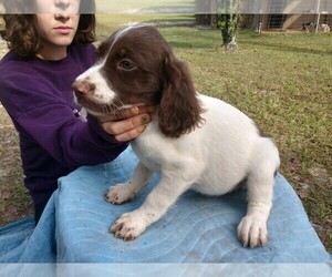 Brittany Puppy for sale in FORT MC COY, FL, USA