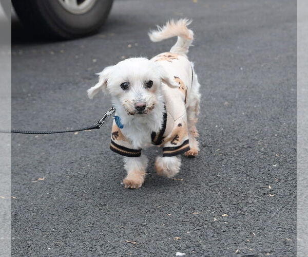 Medium Photo #11 Maltese Puppy For Sale in Arlington, VA, USA