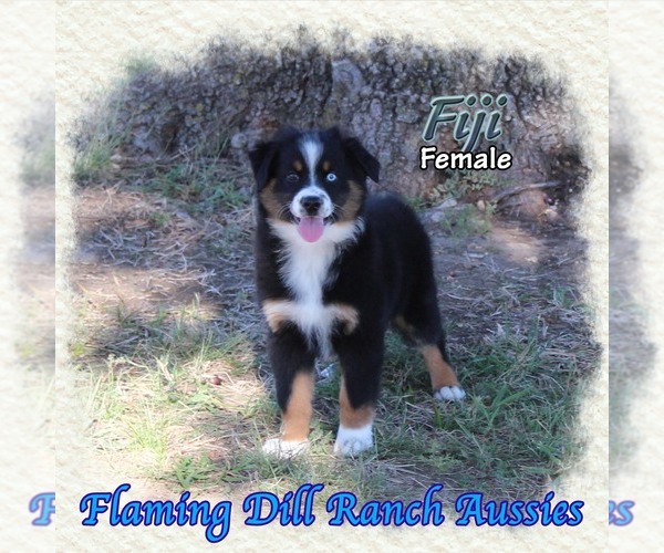 Medium Photo #1 Miniature Australian Shepherd Puppy For Sale in FORESTBURG, TX, USA