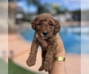 Goldendoodle (Miniature) Puppy for sale in MENIFEE, CA, USA