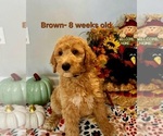 Puppy Brown Goldendoodle