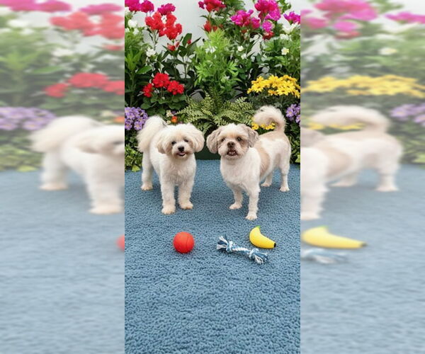 Medium Photo #3 Shih Tzu Puppy For Sale in Weston, FL, USA