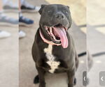 Small #5 American Pit Bull Terrier-Labrador Retriever Mix