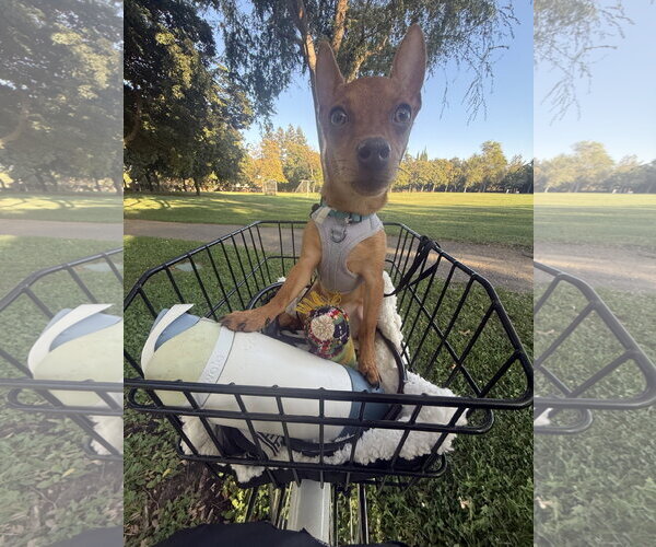 Medium Photo #3 Chihuahua-Unknown Mix Puppy For Sale in Davis, CA, USA