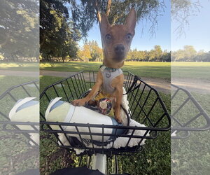 Chip - Male Chihuahua-Unknown Mix Dog for Adoption - Photo #3