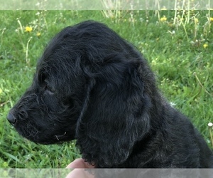 Labradoodle Puppy for Sale in MIFFLINBURG, Pennsylvania USA