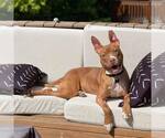 Small #2 American Pit Bull Terrier Mix